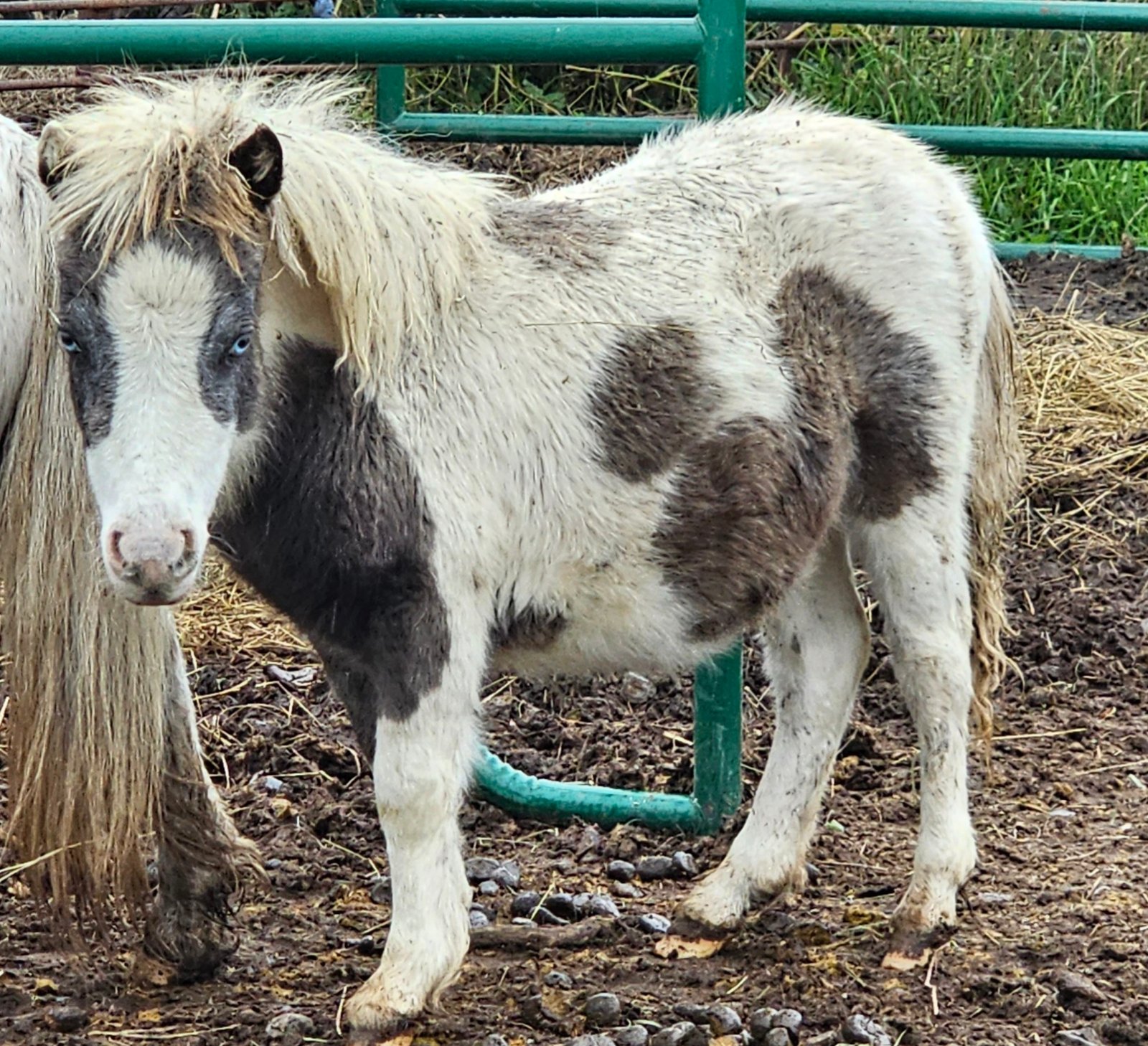 Yearling Filly - Ruby