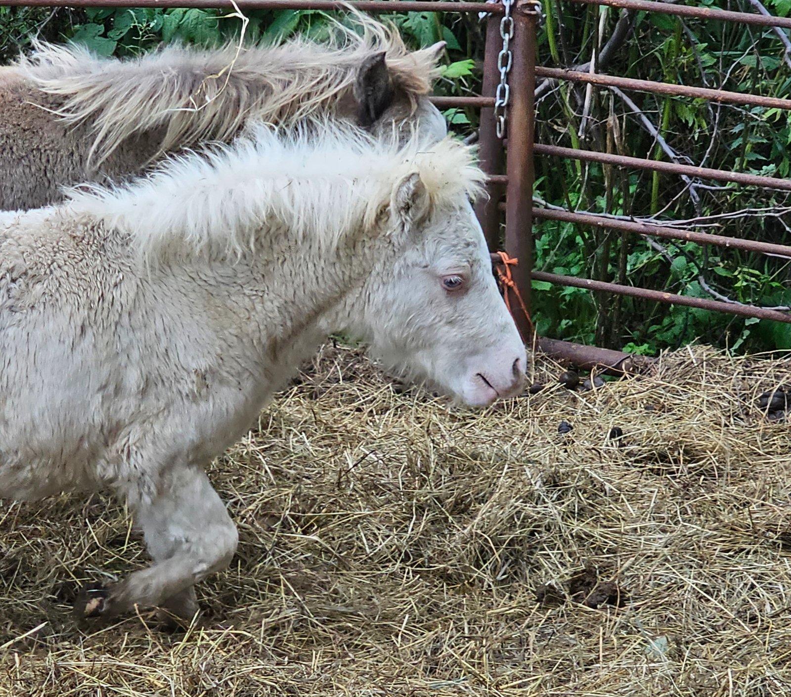 Yearling Stud Colt - Roman